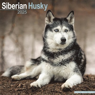 Cover for Siberian Husky Calendar 2025 Square Dog Breed Wall Calendar - 16 Month (Kalender) (2024)