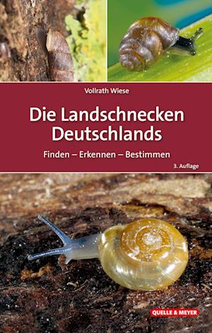 Cover for Vollrath Wiese · Die Landschnecken Deutschlands (Book) (2024)