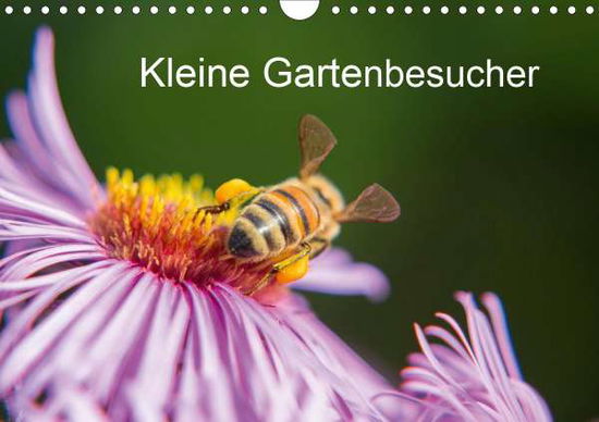 Cover for Homburger · Kleine Gartenbesucher (Wandka (Book)