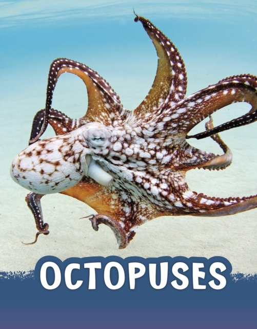 Cover for Jaclyn Jaycox · Octopuses - Animals (Hardcover bog) (2022)