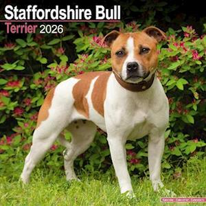 Cover for Staffordshire Bull Terrier Calendar 2026  Square Dog Breed Wall Calendar - 16 Month (Calendar) (2025)