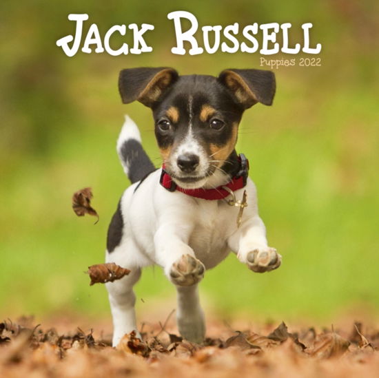 Jack Russell Puppies Mini Square Wall Calendar 2022 (Calendar) (2021)