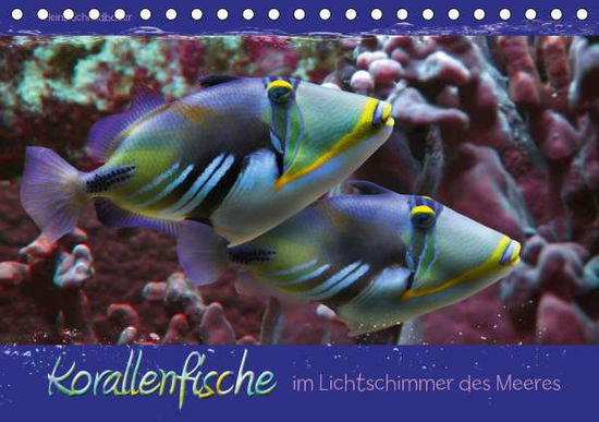 Korallenfische im Lichtschi - Schmidbauer - Books -  - 9783671800926 - 