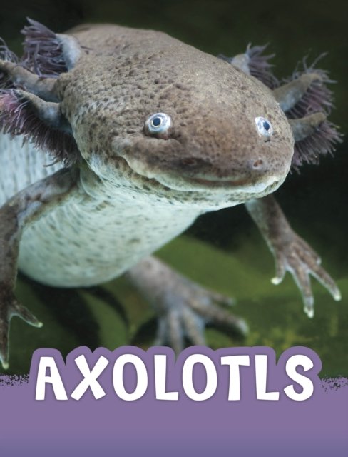 Cover for Jaclyn Jaycox · Axolotls - Animals (Paperback Book) (2024)