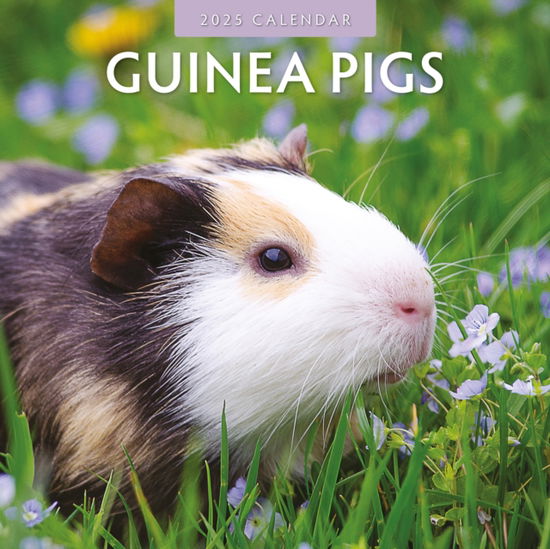 Guinea Pigs 2025 Square Wall Calendar - Red Robin - Books - Red Robin Publishing Ltd. - 9781804423929 - September 3, 2024