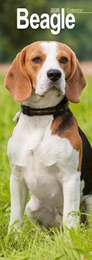 Cover for Beagle Slim 2026 Wall Calendar Calendar 2024  Dog Breed Slimline Calendar - 12 Month (Calendar) (2025)