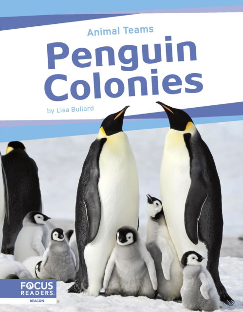 Cover for Lisa Bullard · Animal Teams: Penguin Colonies (Hardcover Book) (2024)