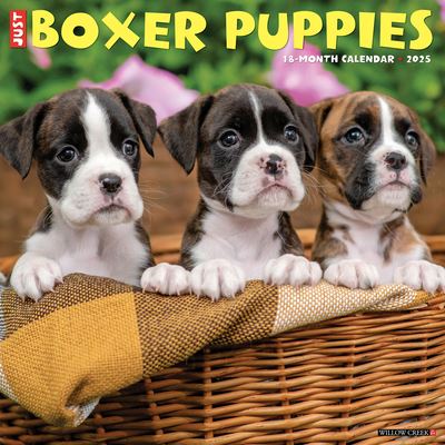 Willow Creek Press · Just Boxer Puppies 2025 12 X 12 Wall Calendar (Kalender) (2024)