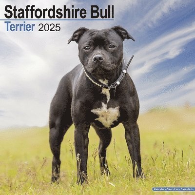 Cover for Staffordshire Bull Terrier Calendar 2025 Square Dog Breed Wall Calendar - 16 Month (Kalender) (2024)