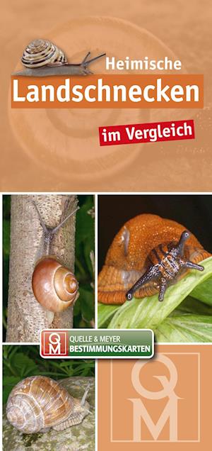 Cover for Quelle Meyer Verlag · Heimische Landschnecken im Vergleich (Book) (2024)