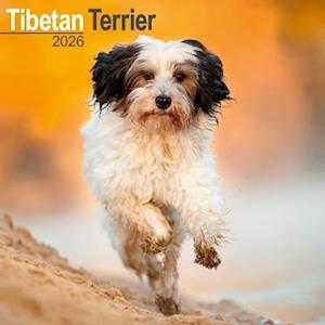 Cover for Tibetan Terrier Calendar 2026  Square Dog Breed Wall Calendar - 16 Month (Calendar) (2025)