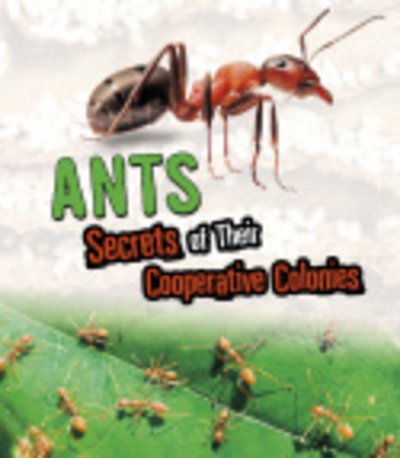Cover for Karen Latcha Kenney · Ants Secrets of Their Cooperative Coloni (Hardcover bog) (2019)