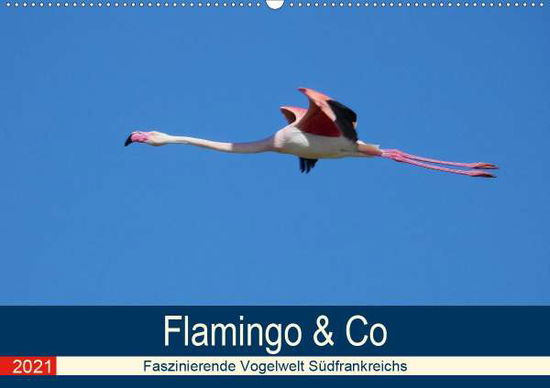 Flamingo & Co - Faszinierende V - Schaack - Kirjat -  - 9783672356934 - 