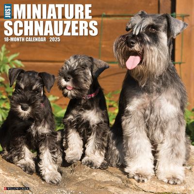 Cover for Willow Creek Press · Just Miniature Schnauzers 2025 12 X 12 Wall Calendar (Kalender) (2024)