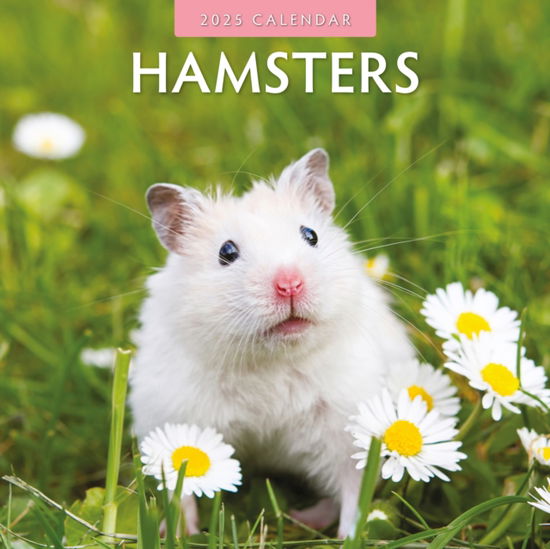 Cover for Red Robin · Hamsters 2025 Square Wall Calendar (Paperback Book) (2024)