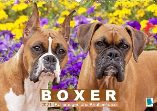 Cover for Boxer · Kulleraugen und Knubbelnase (Wan (Book)