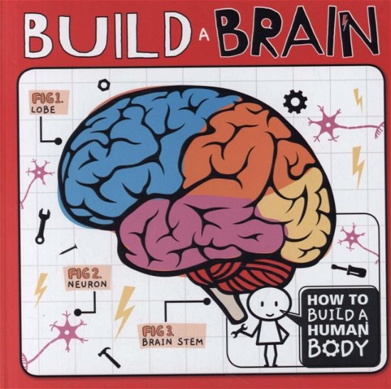 Cover for Kirsty Holmes · Build a Brain - How to Build a Human Body (Paperback Book) (2019)