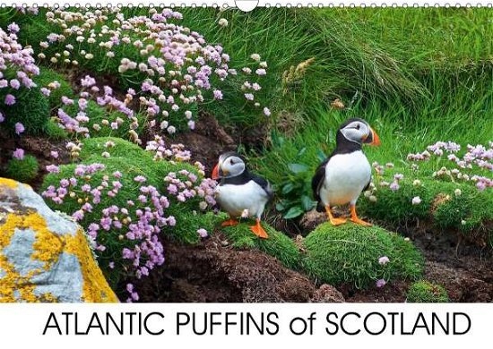 Cover for Cumming · Atlantic Puffins of Scotland (W (Bok)