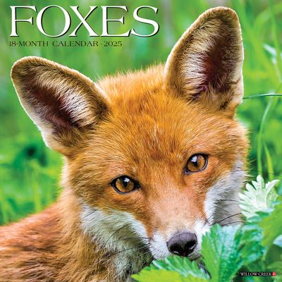 Cal 25 Foxes 2025 Wall - Wall - Bücher - Willow Creek Press Calendars - 9781549242939 - 1. September 2024