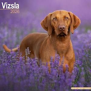 Cover for Vizsla Calendar 2026  Square Dog Breed Wall Calendar - 16 Month (Calendar) (2025)
