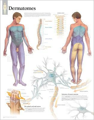 Cover for Scientific Publishing · Dermatones Paper Poster (Plakat) (2007)