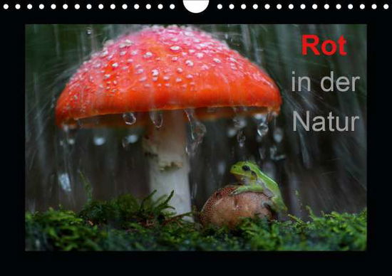 Cover for Bachmeier · Rot in der Natur (Wandkalende (Book)