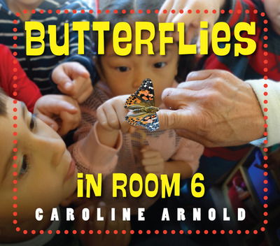 Cover for Caroline Arnold · Butterflies in Room 6 - See How They Grow (Hardcover Book) (2019)