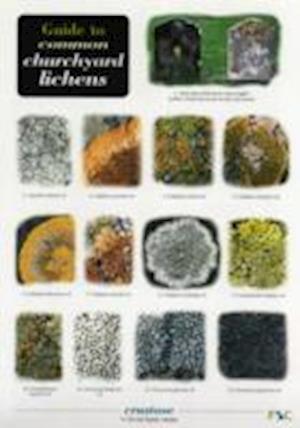 Cover for Frank Dobson · Guide to Common Churchyard Lichens (Print) (2004)