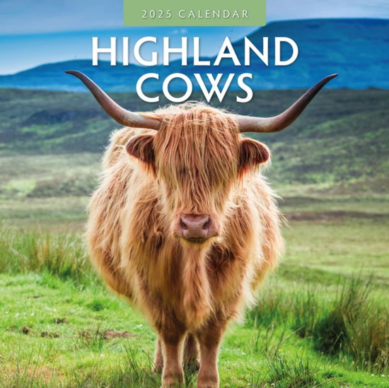 Cover for Red Robin · Highland Cows 2025 Square Wall Calendar (Paperback Book) (2024)