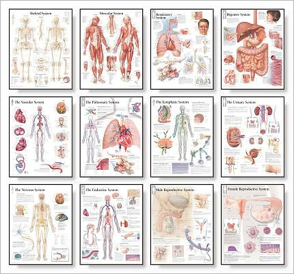 Cover for Scientific Publishing · Body Systems Chart Set (Poster) (2010)