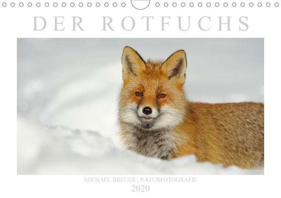 Cover for Breuer · Der Rotfuchs (Wandkalender 2020 (Book)