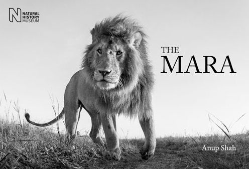 The Mara - Anup Shah - Books - The Natural History Museum - 9780565093945 - September 1, 2016