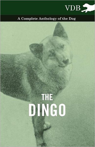 The Dingo - a Complete Anthology of the Dog - - V/A - Książki - Vintage Dog Books - 9781445525945 - 21 października 2010