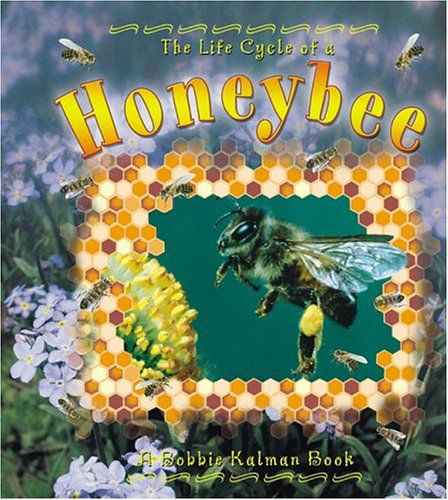 Cover for Amanda Bishop · The Life Cycle of the Honeybee (Paperback Book) [Ill edition] (2004)