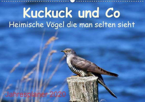 Cover for Schaack · Kuckuck und Co - Heimische Vöge (Book)