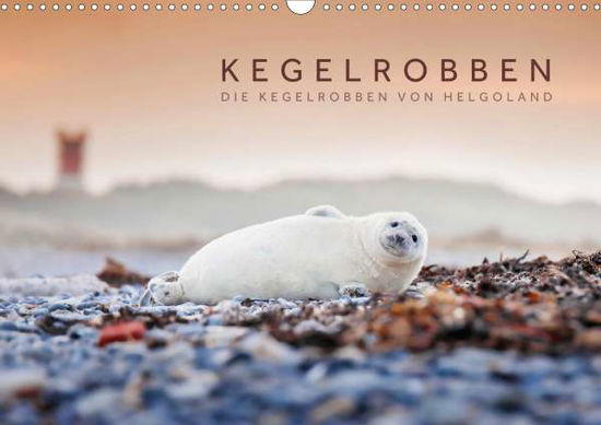 Cover for Jackson · Kegelrobben - Die Kegelrobben v (Book)