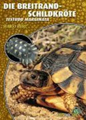 Cover for Mario Herz · NTV Art für Art: Die Breitrandschildkröte (Paperback Book) (2007)