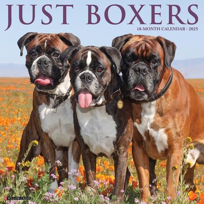 Just Boxers 2025 12 X 12 Wall Calendar - Willow Creek Press - Gadżety - Willow Creek Press Calendars - 9781549241949 - 10 września 2024