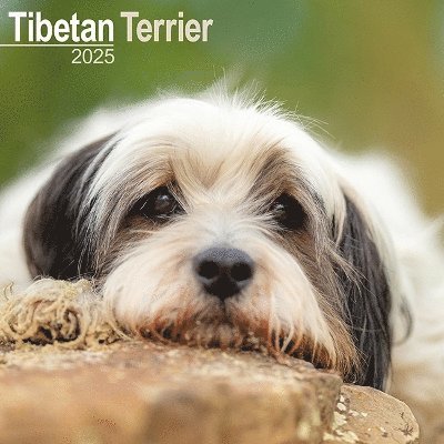 Cover for Tibetan Terrier Calendar 2025 Square Dog Breed Wall Calendar - 16 Month (Kalender) (2024)