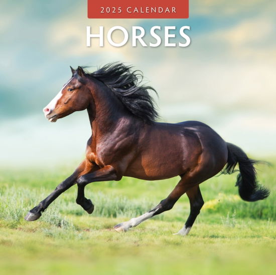 Cover for Red Robin · Horses 2025 Square Wall Calendar (Paperback Book) (2024)