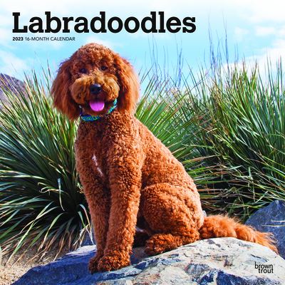 Cover for Browntrout · Labradoodles 2023 Square (Calendar) (2022)