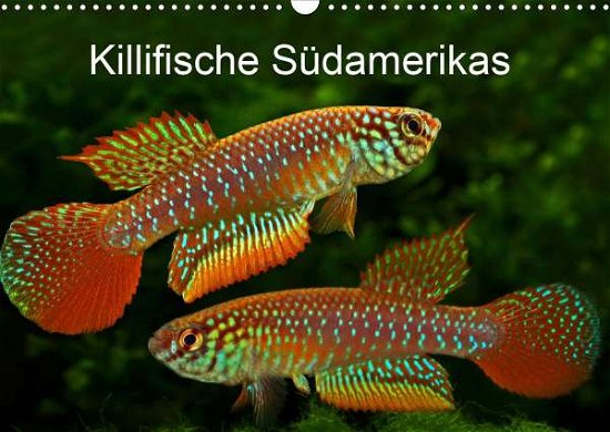 Cover for Pohlmann · Killifische Südamerikas (Wandk (Bog)