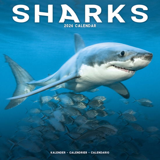 Cover for Sharks Calendar 2026  Square Animal Wall Calendar - 16 Month (Calendar) (2025)