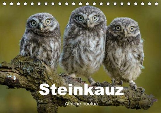 Cover for Rusch · Steinkäuze (Athene noctua) (Tisch (Bog)