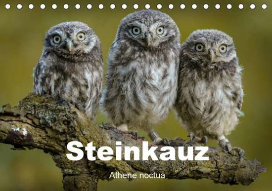 Cover for Rusch · Steinkäuze (Athene noctua) (Tisch (Book)