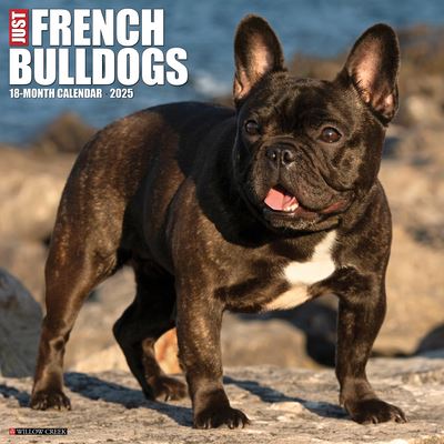 Just French Bulldogs 2025 12 X 12 Wall Calendar - Willow Creek Press - Produtos - Willow Creek Press Calendars - 9781549242953 - 10 de setembro de 2024