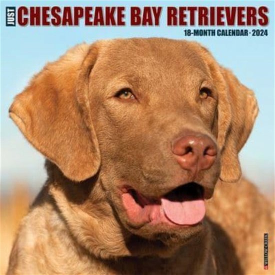 Cover for Willow Creek Press · Just Chesapeake Bay Retrievers 2024 12 X 12 Wall Calendar (Calendar) (2023)