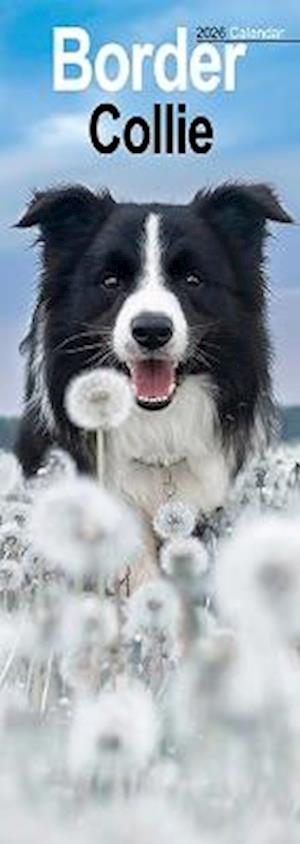 Cover for Border Collie Slim Calendar 2026  Dog Breed Slimline Calendar - 12 Month (Calendar) (2025)