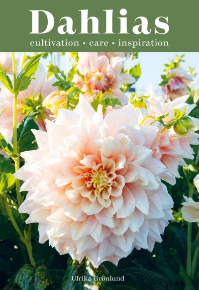 Cover for Ulrika Gronlund · Dahlias: Inspiration, Cultivation and Care for 222 Varieties (Hardcover Book) (2024)