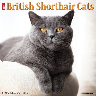 Cover for Willow Creek Press · British Shorthair Cats 2025 12 X 12 Wall Calendar (Calendar) (2024)